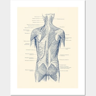 Human Muscular System - Back and Glutes - Vintage Anatomy Posters and Art